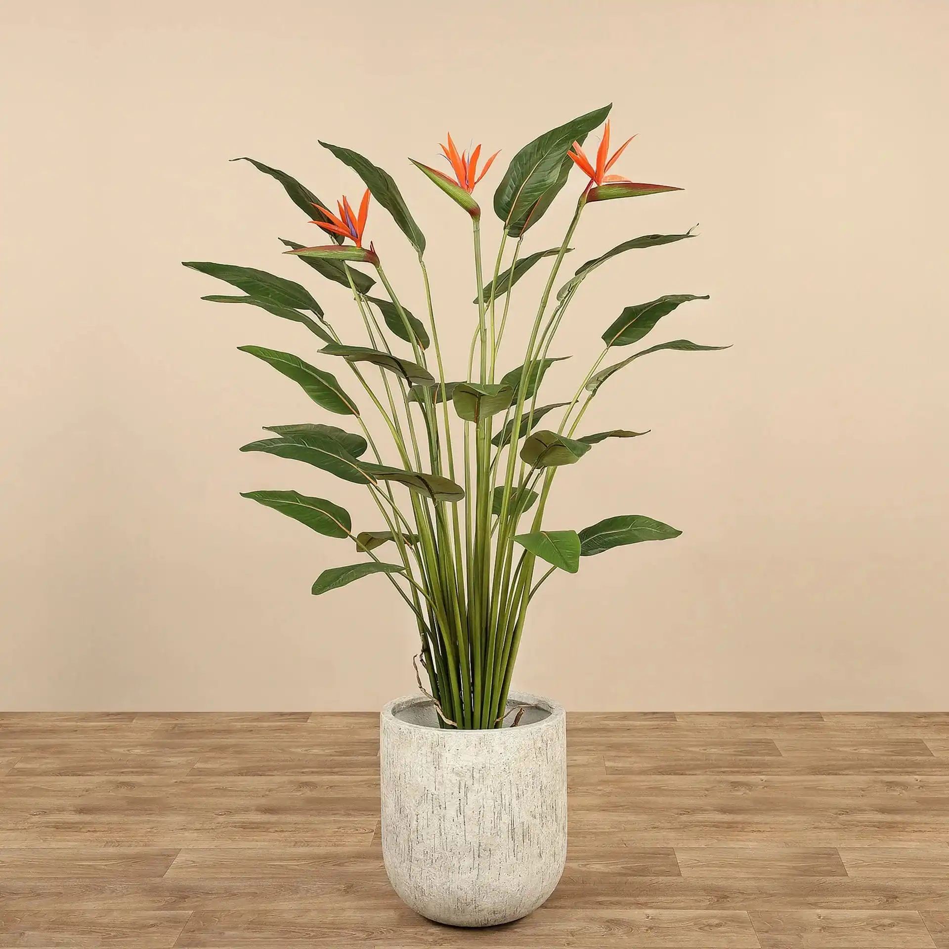 Birds of Paradise