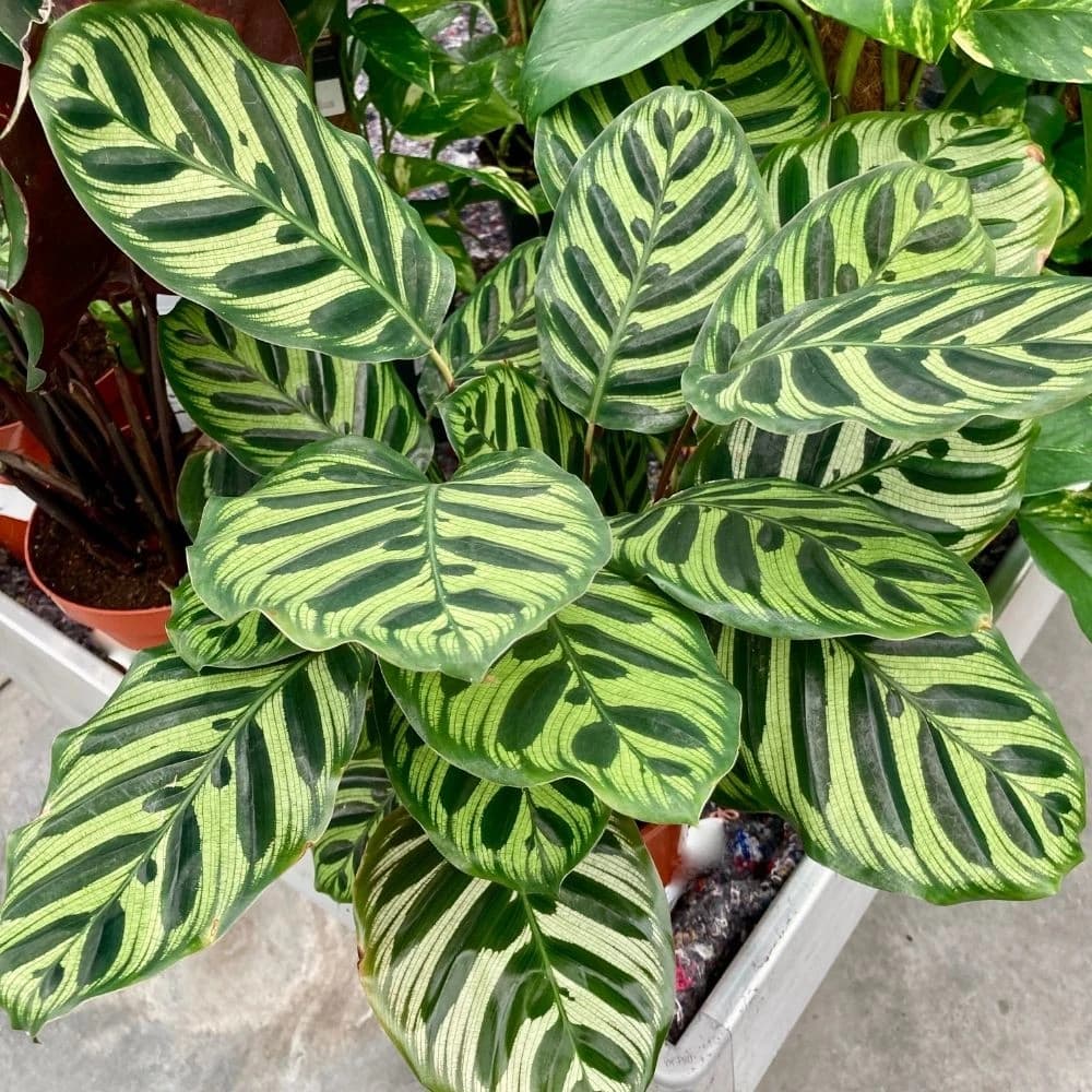 Calathea