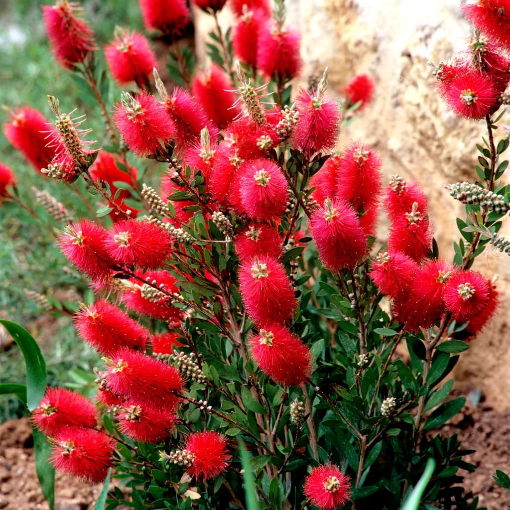 Callistemon Laevis