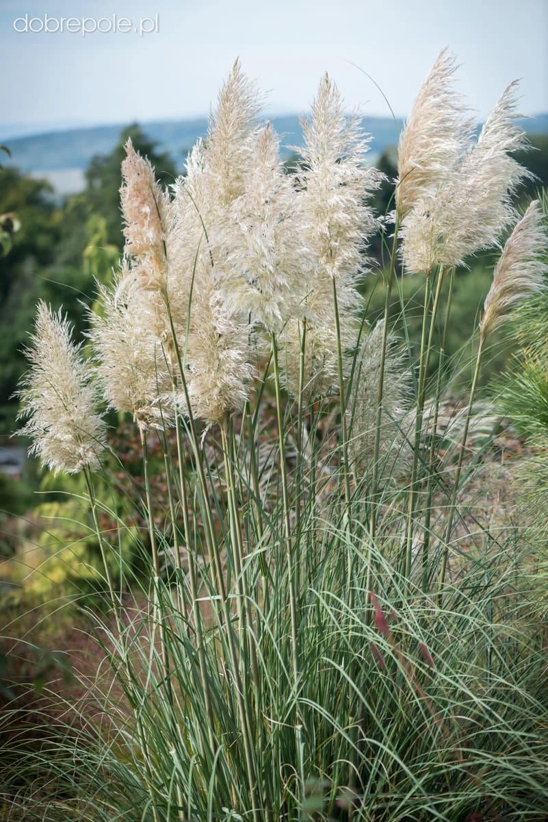 Cortaderia Argenteum