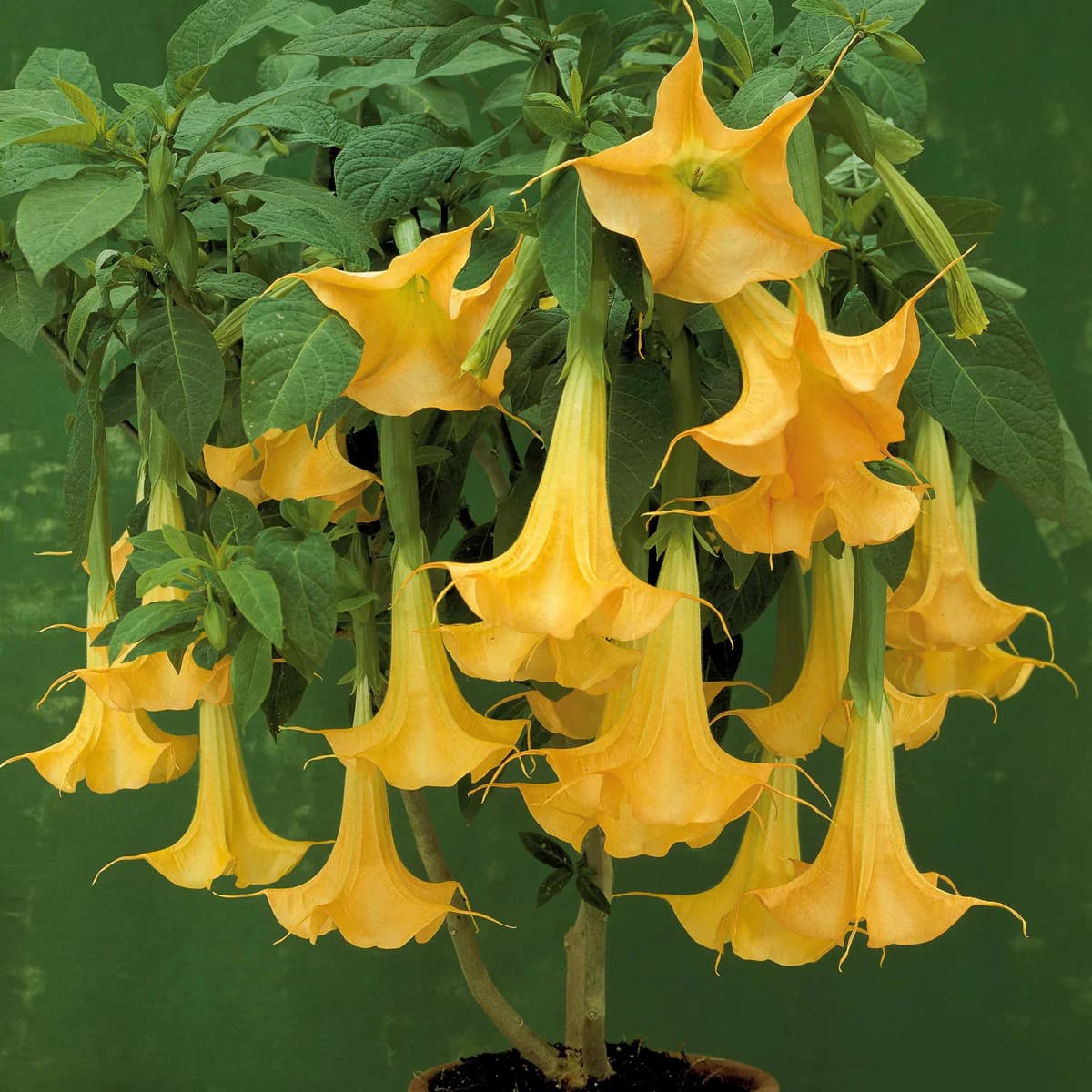 Datura