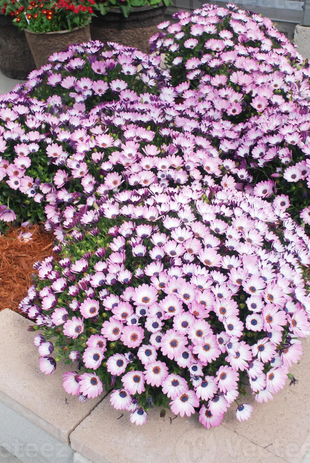 Dimorphotheca