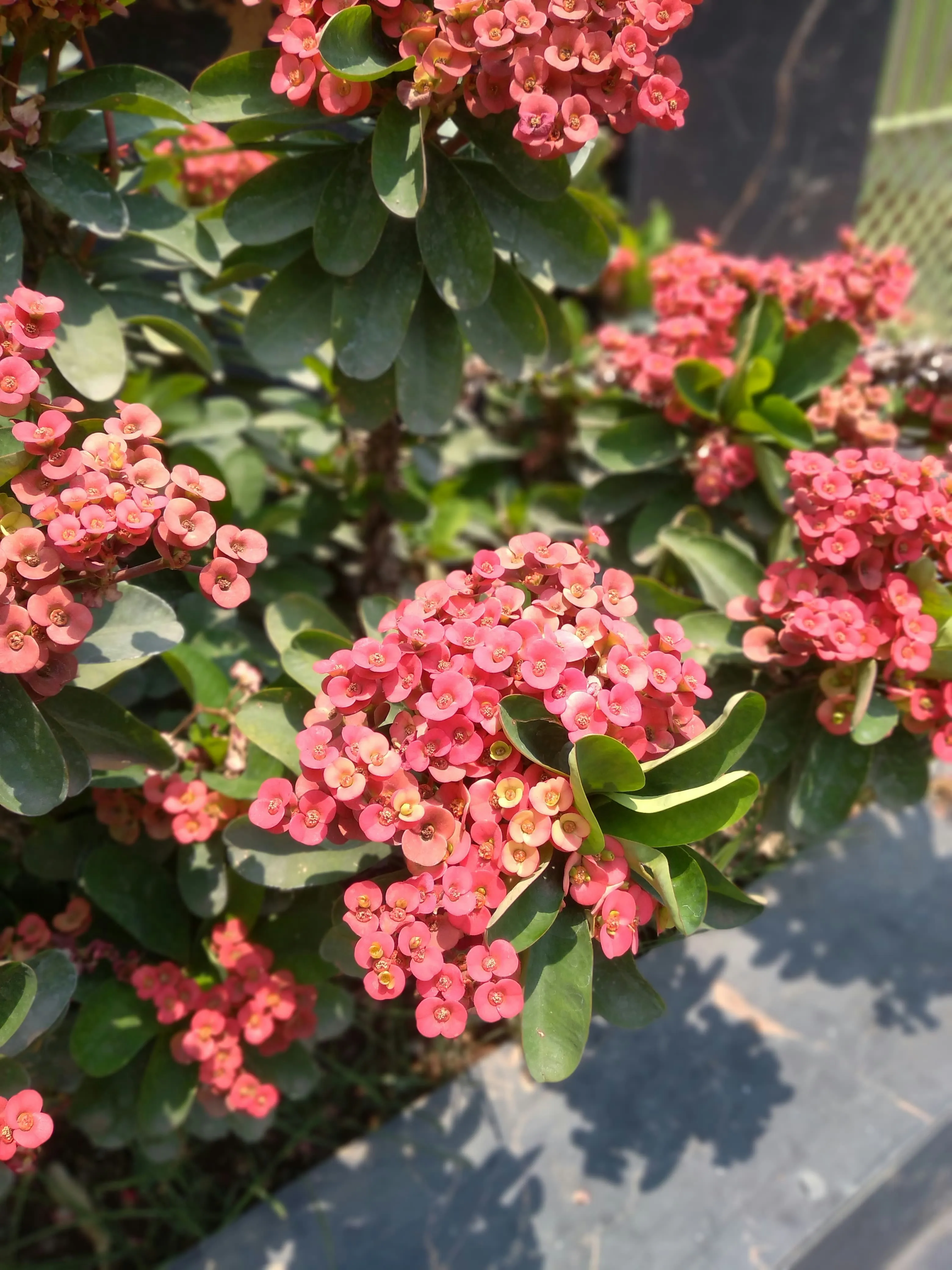 Euphorbia Milii