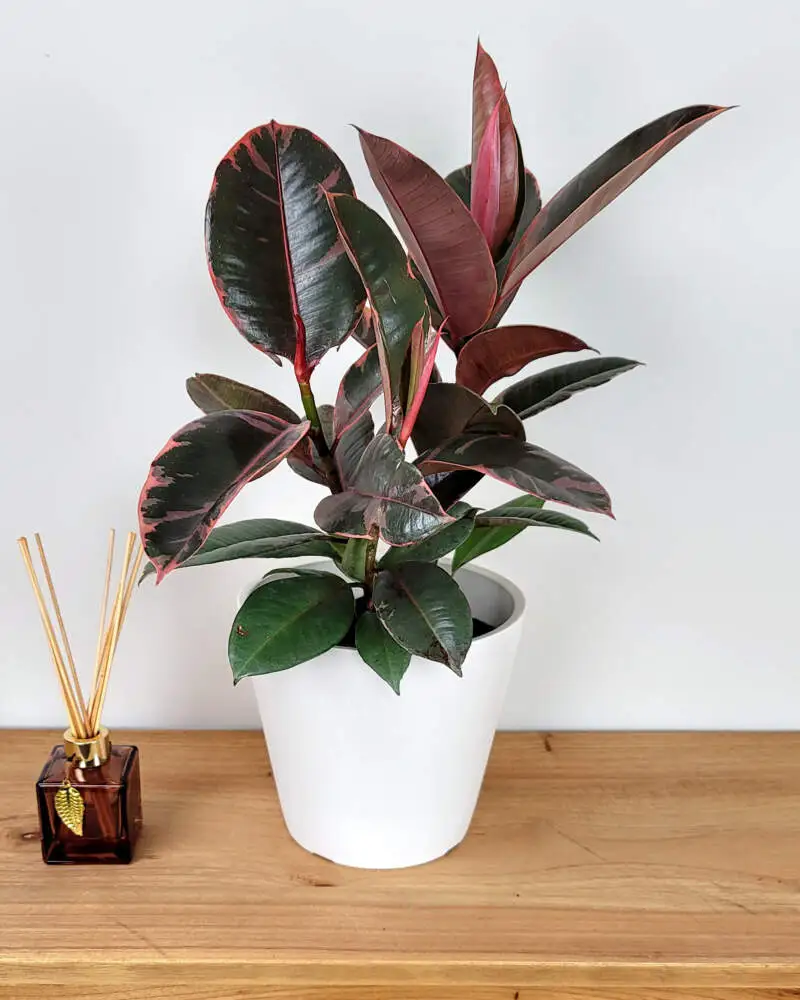 Ficus Elastica 'Ruby'