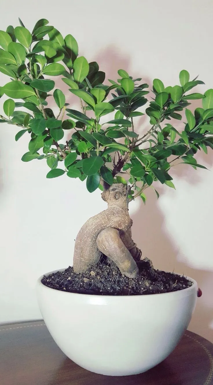 Ficus Ginseng