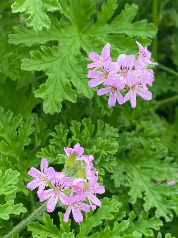 Géranium Rosa