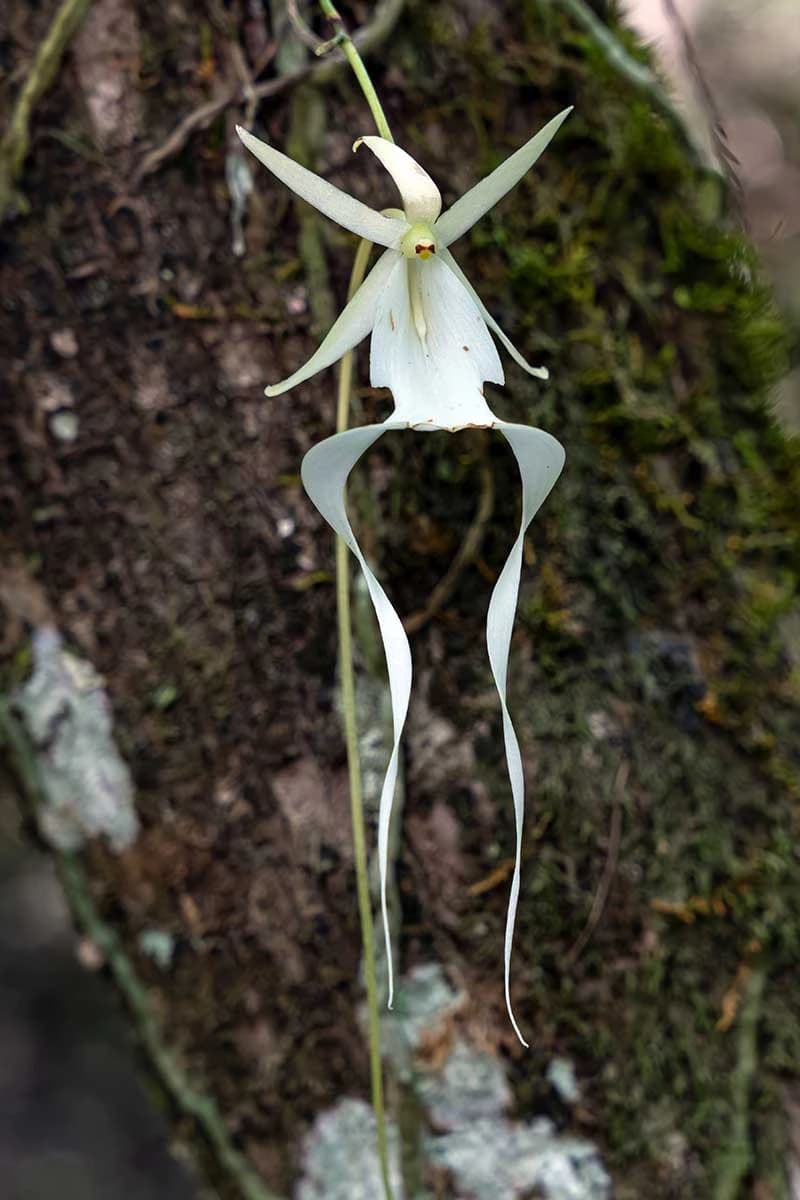 Ghost Orchid