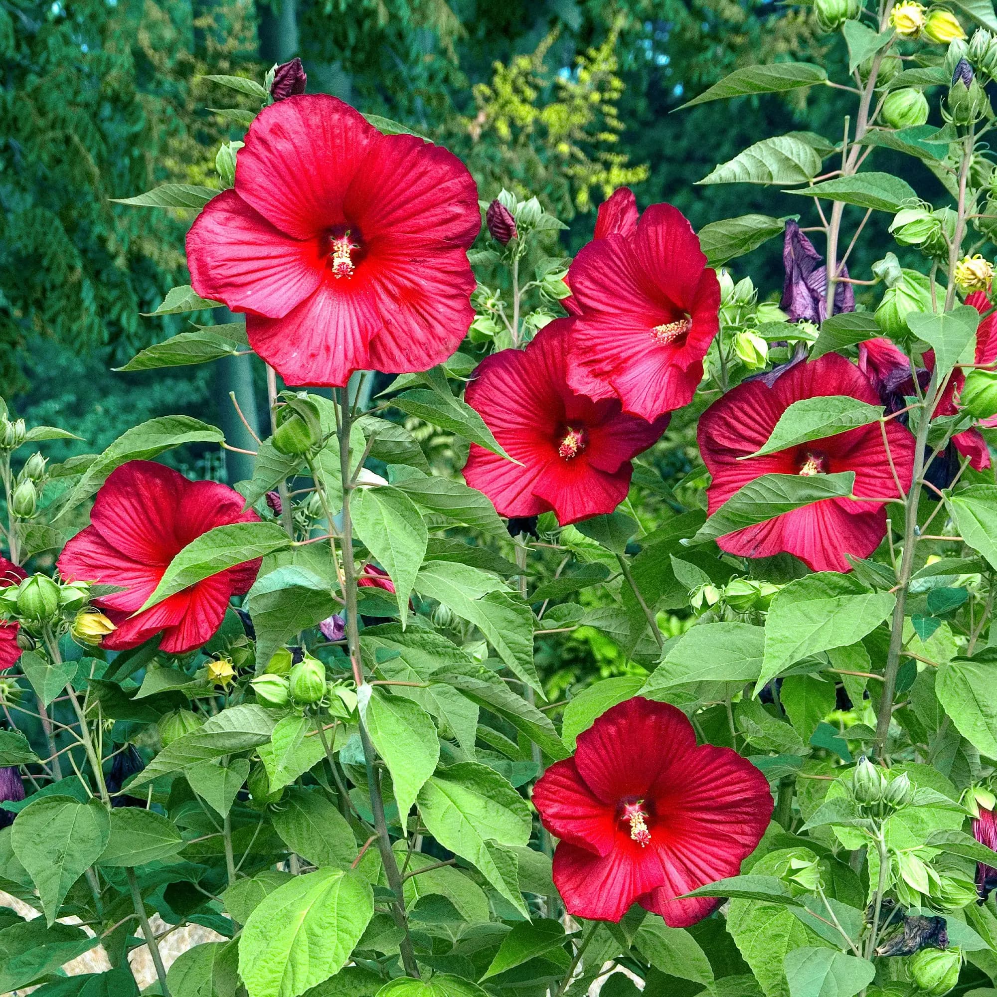 Hibiscus Rouge