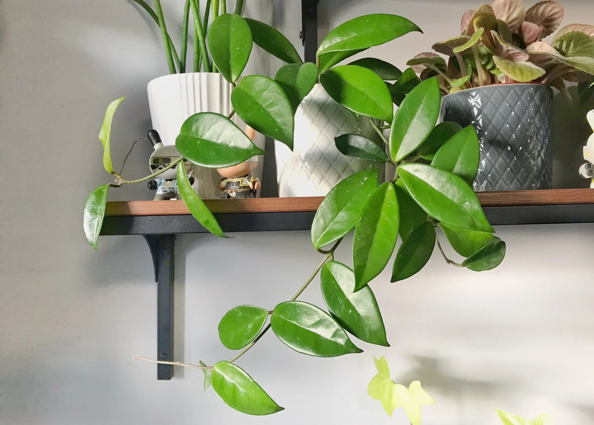 Hoya