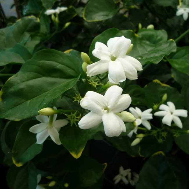 Jasminum Sambac