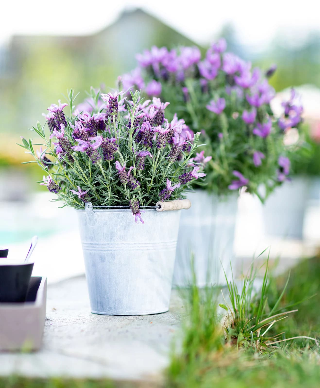 Lavandula