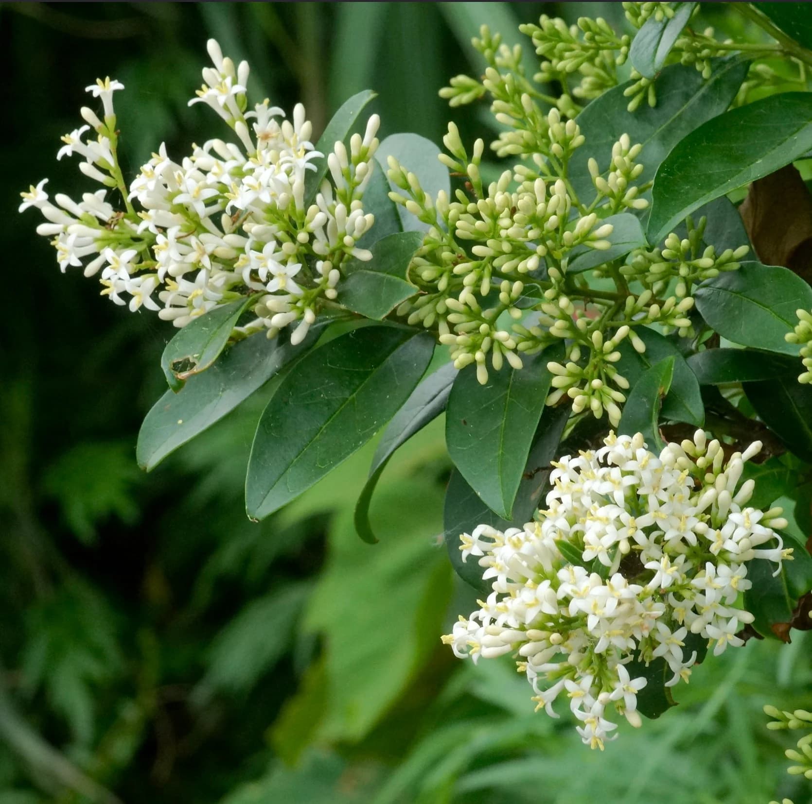 Ligustrum Japonicum