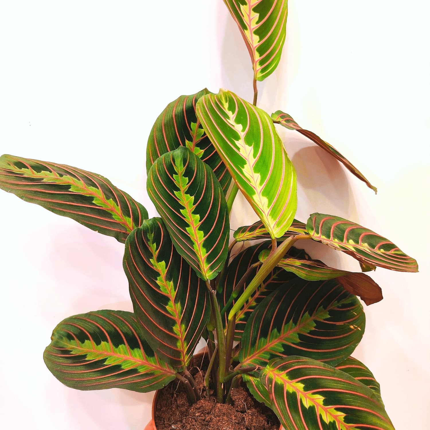 Maranta