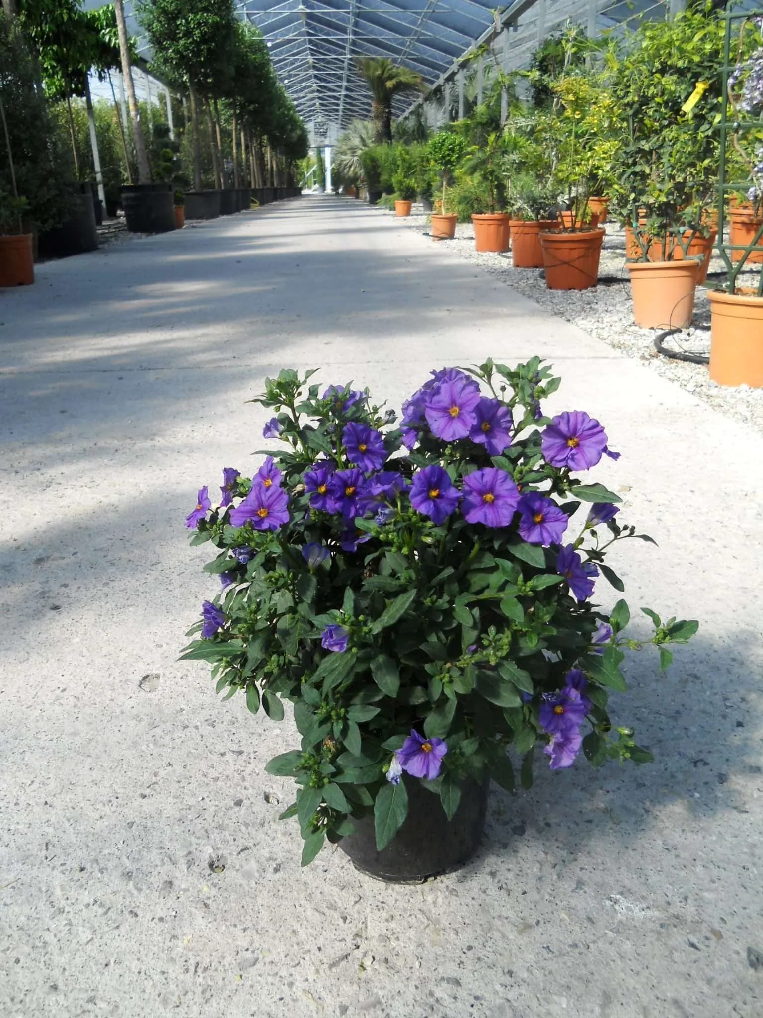 Solanum Rantonnetii