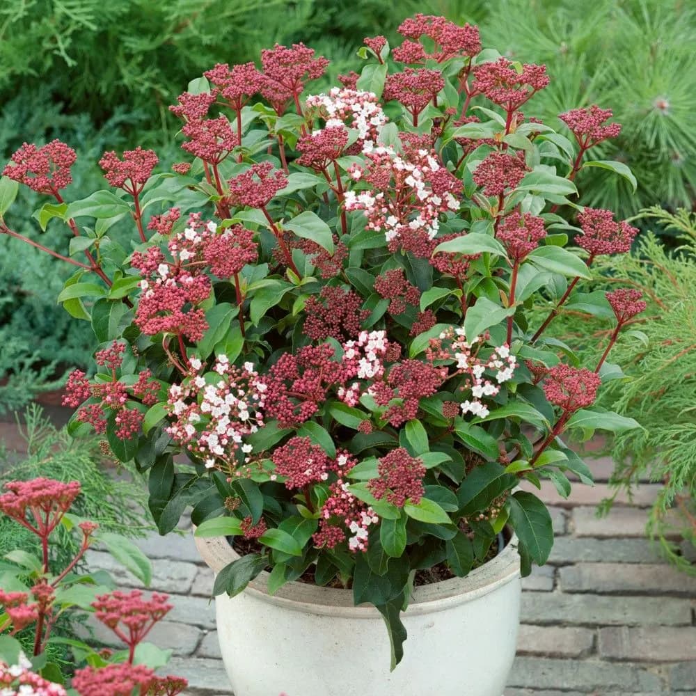 Viburnum Tinus