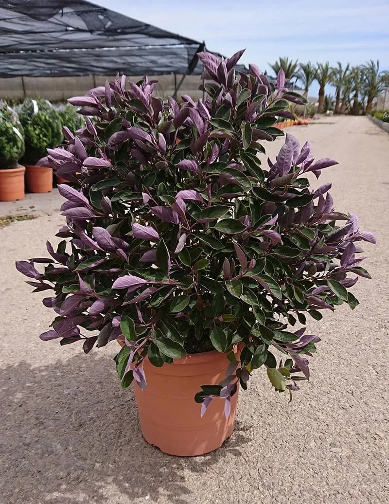 Vitex Purpurea