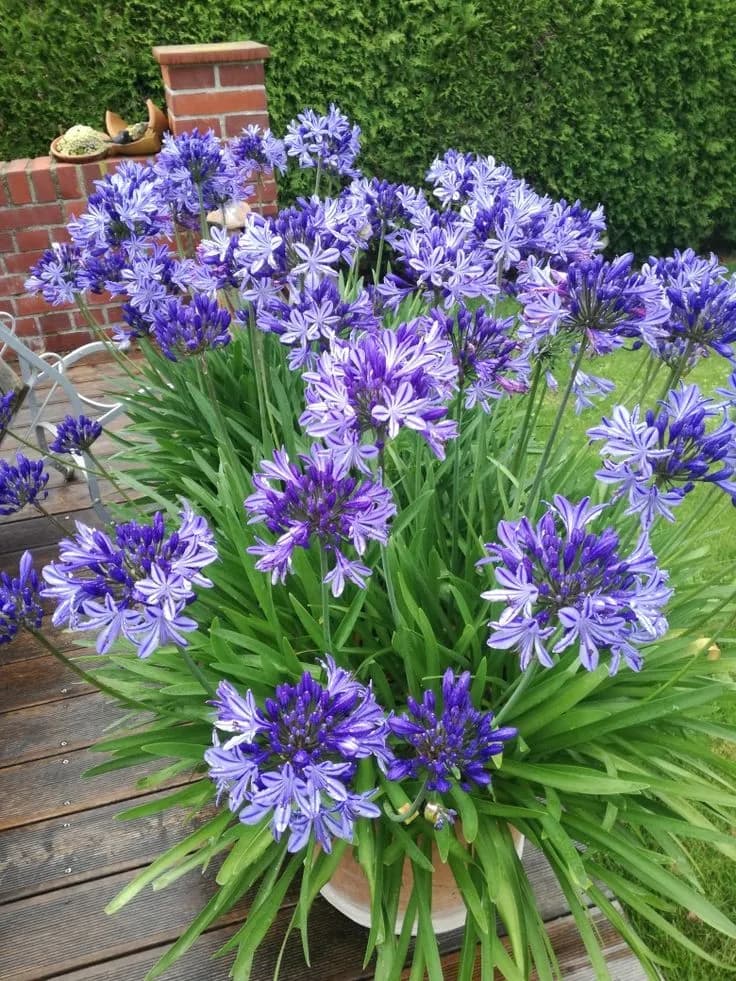 Agapanthus in a pot, photographed against a neutral background