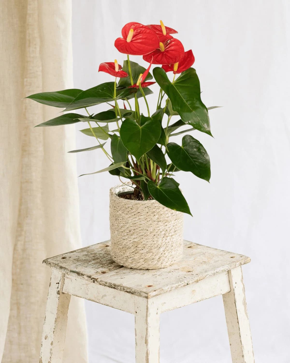 Anthurium Rouge in a pot, photographed against a neutral background