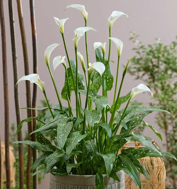 Arum in a pot, photographed against a neutral background
