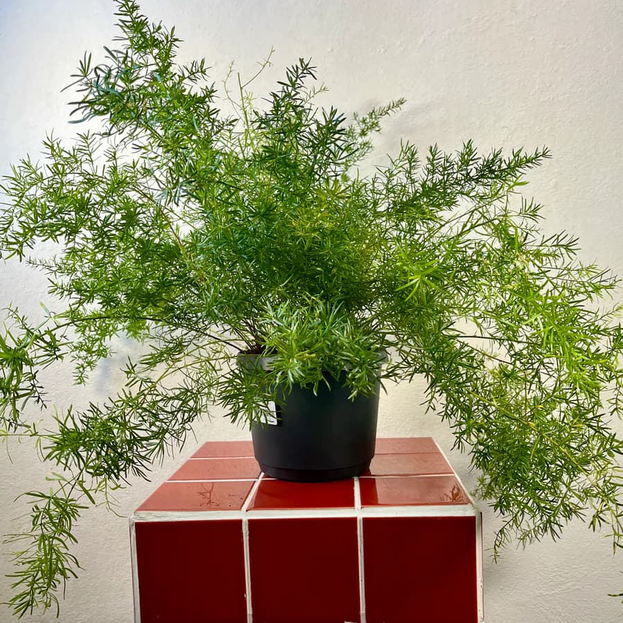 Asparagus Sprengeri in a pot, photographed against a neutral background