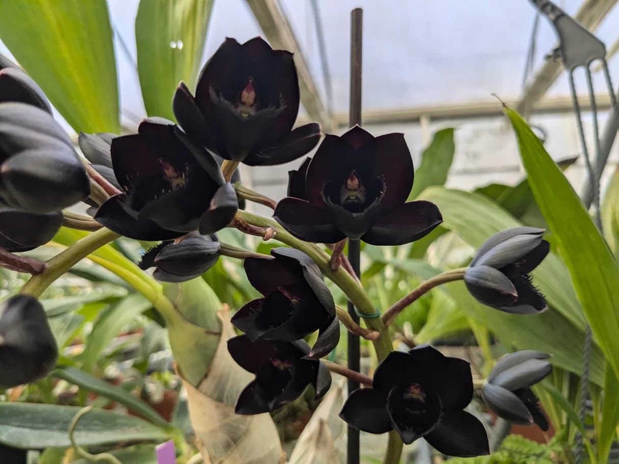 A selection of rare and exceptional plants.