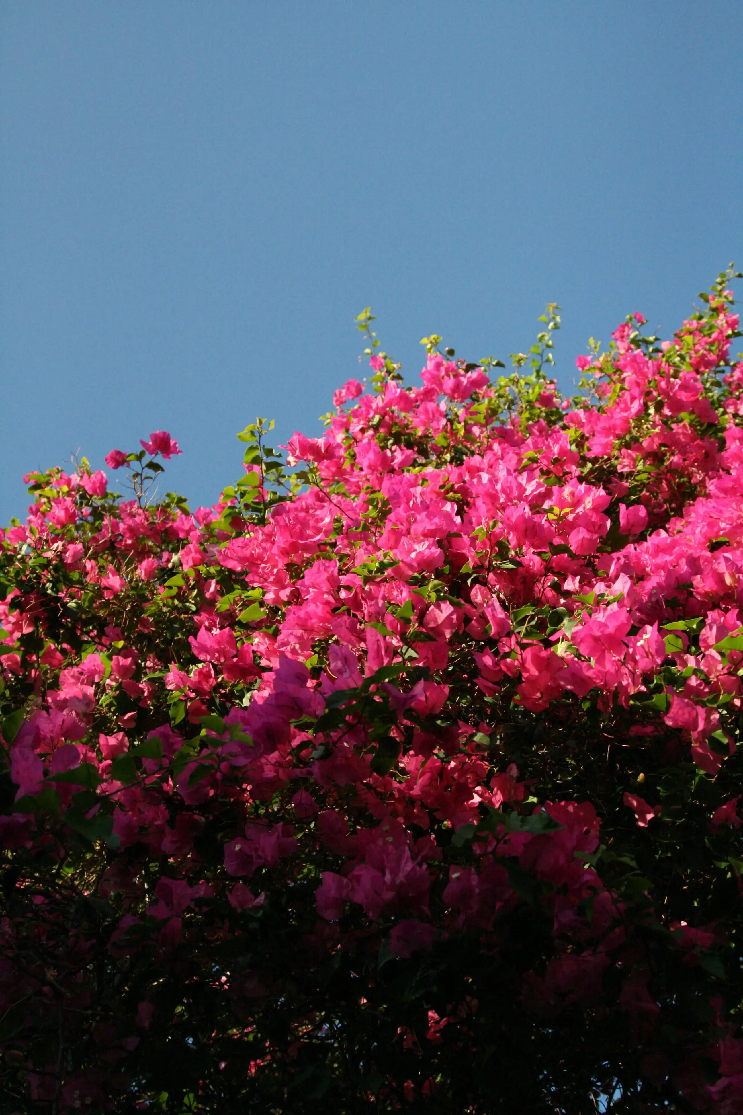 Bougainvillea in a pot, photographed against a neutral background