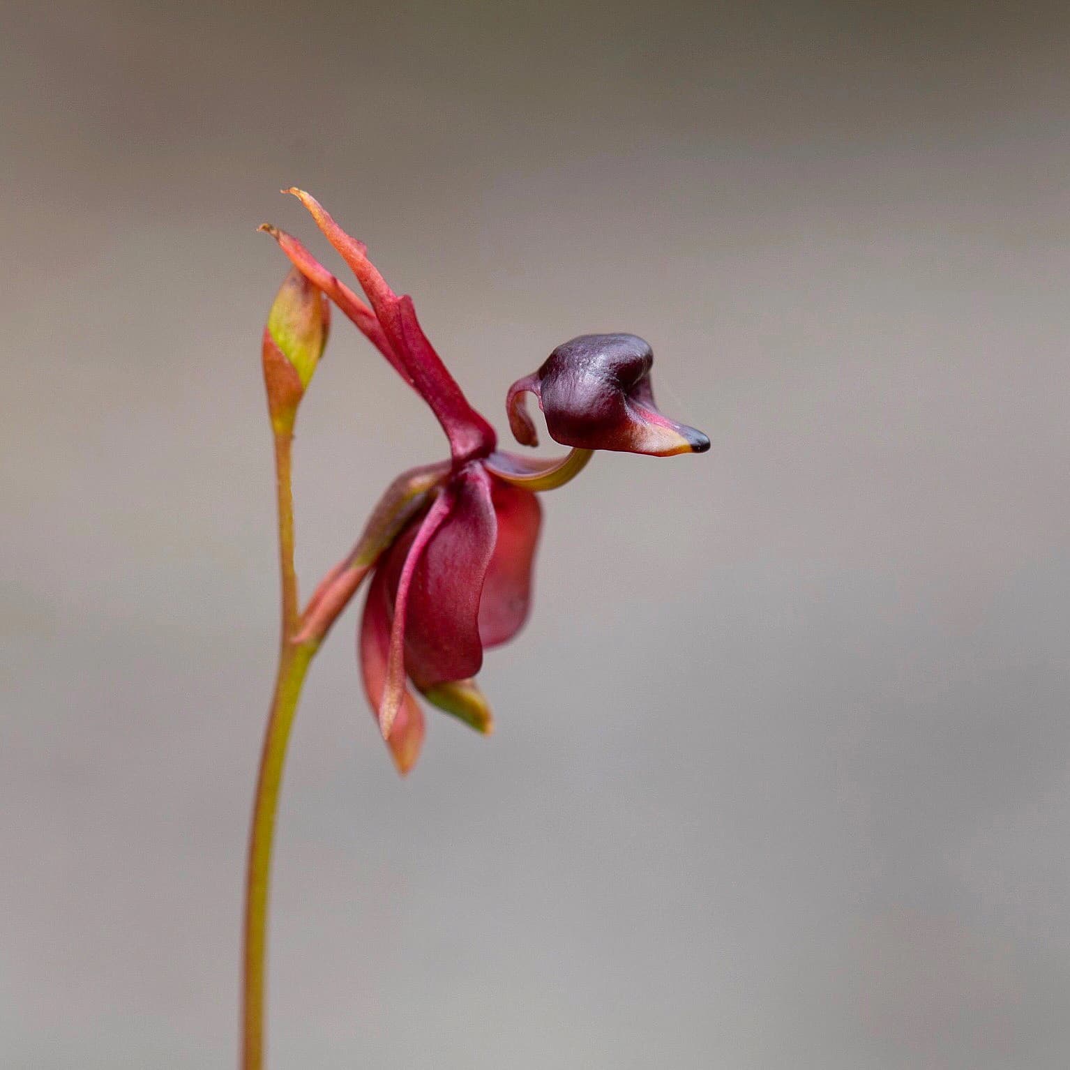 Caleana Major in a pot, photographed against a neutral background