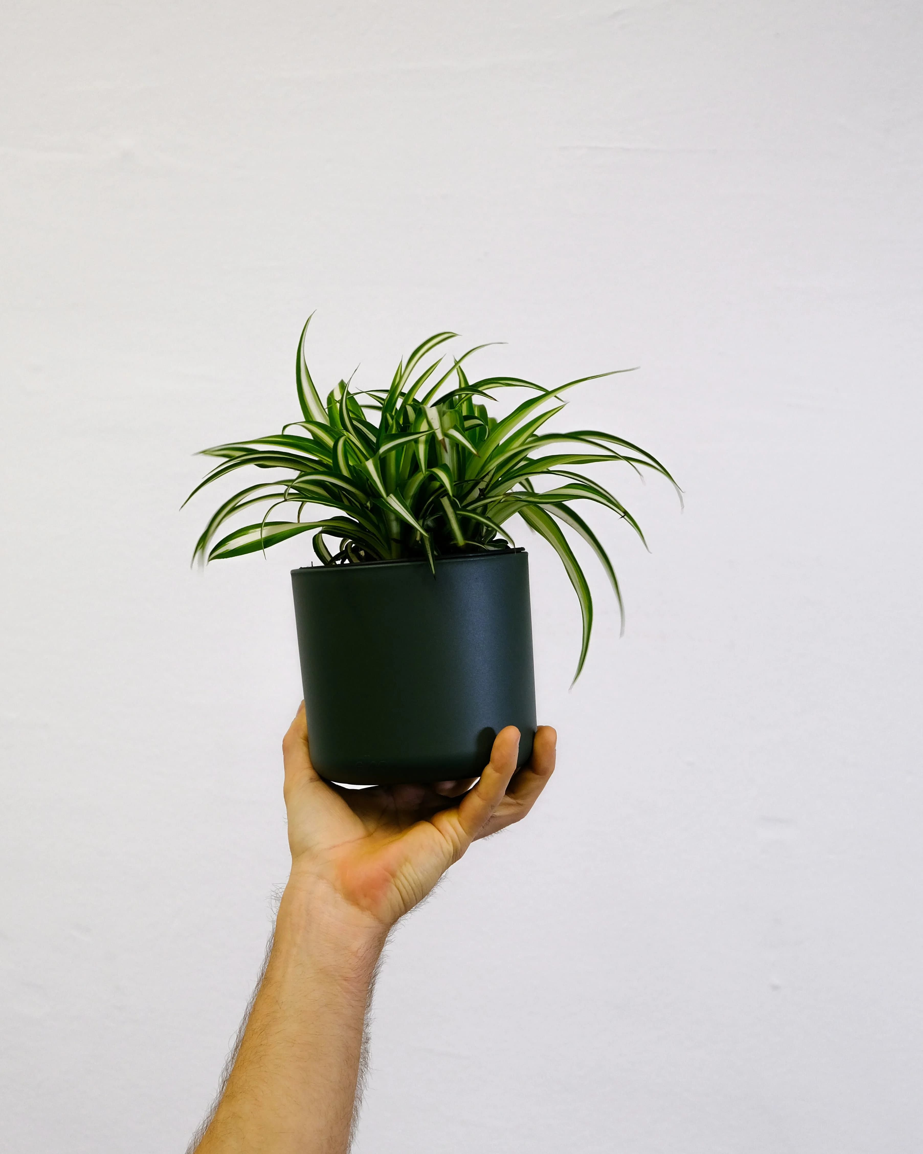 Chlorophytum Comosum in a pot, photographed against a neutral background