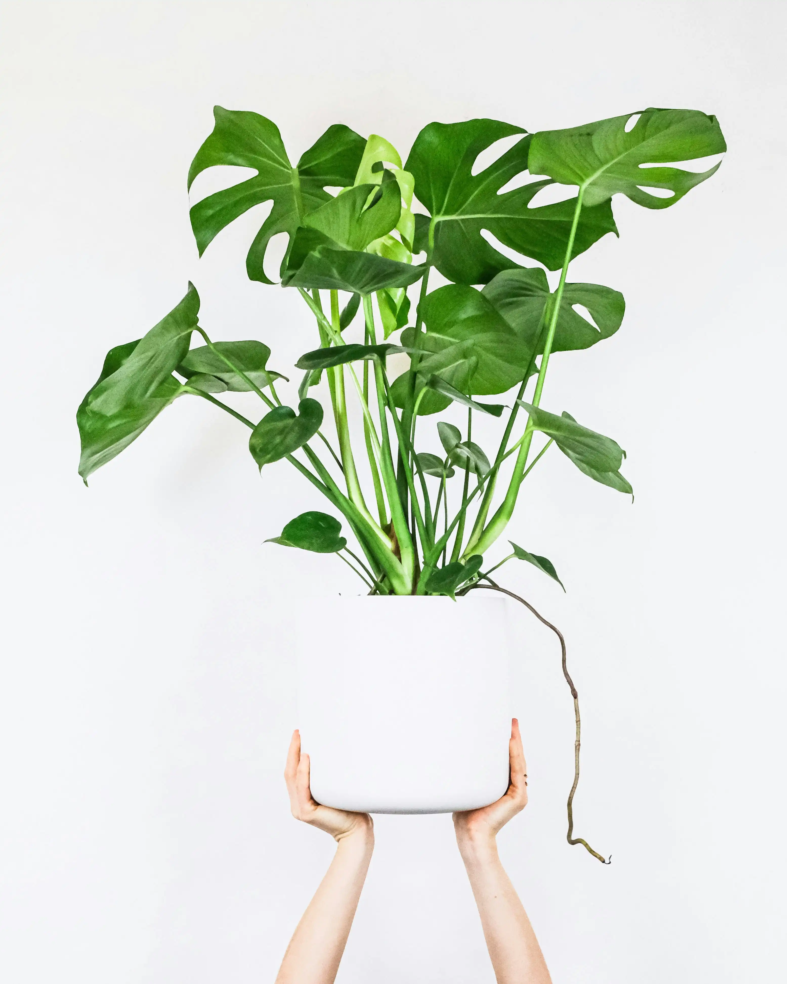 Monstera Deliciosa — With its iconic split leaves, the Monstera Deliciosa brings a touch of tropical jungle while remaining remarkably easy t