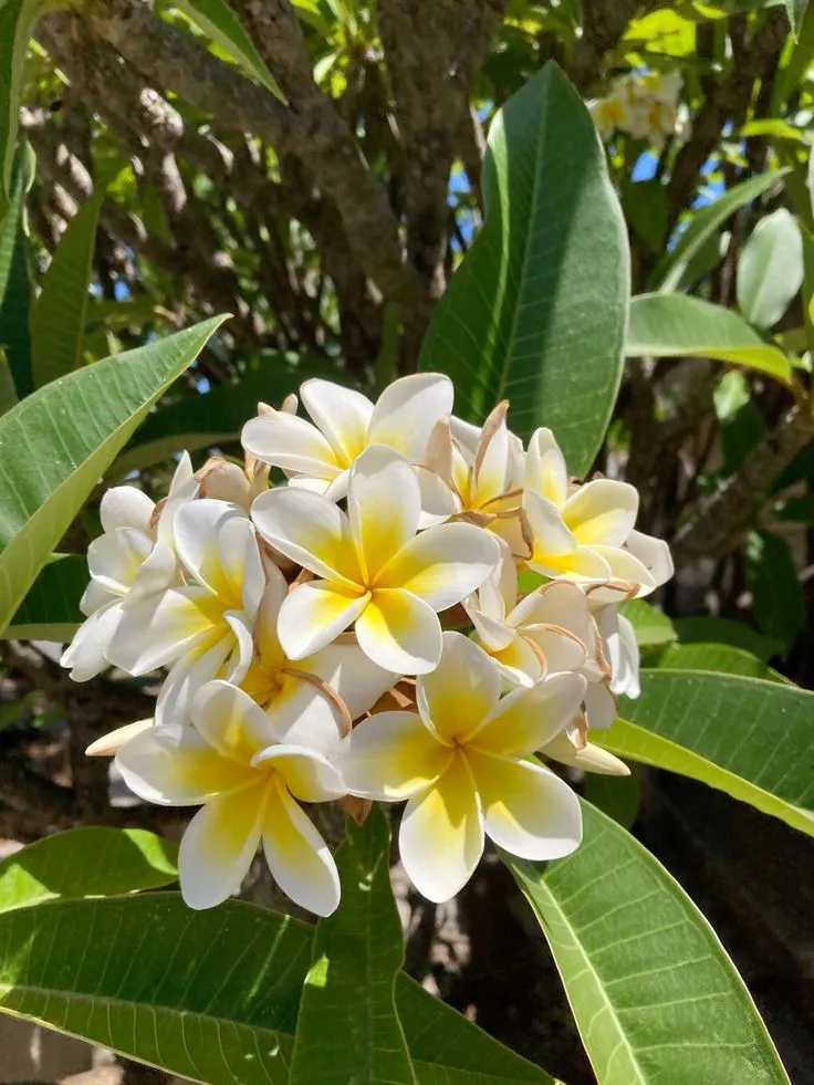 الفرنجيباني — بأزهارها الشمعية الفواحة بالأصفر والأبيض والوردي، تعد البلوميريا روح المناطق الاستوائية العطرة ورمز أزهار الفرانجيباني.