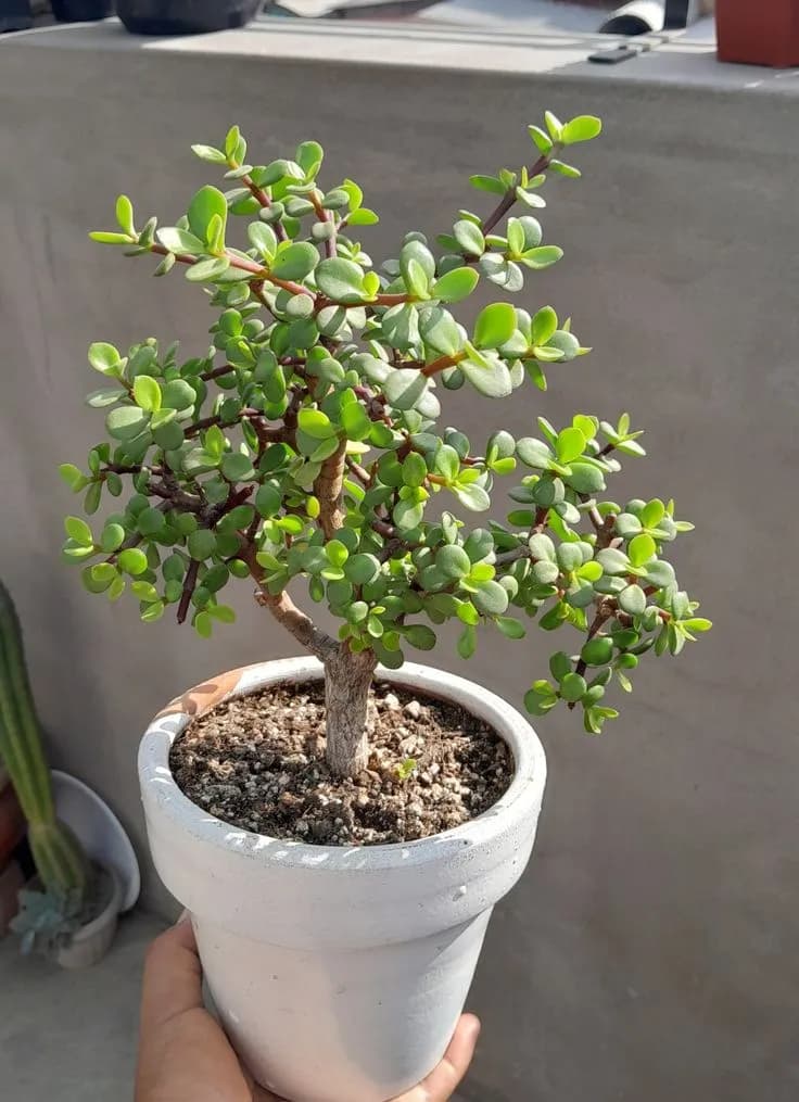 Portulacaria Afra — With its small fleshy bright-green leaves on reddish stems, the Elephant Bush is a shrubby succulent ideal for bonsai an