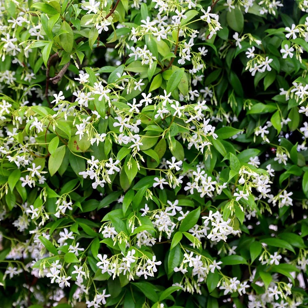 Rhyncospermum Jasminoides — Avec son feuillage persistant brillant et ses bouquets de petites fleurs blanches au parfum délicat de jasmin qui envahi