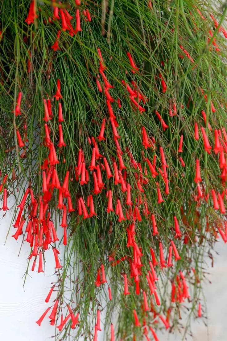 Russelia Equisetiformis — Avec ses fines tiges retombantes constellées de fleurs tubulaires rouge corail, la Russelia forme une cascade fleurie sp
