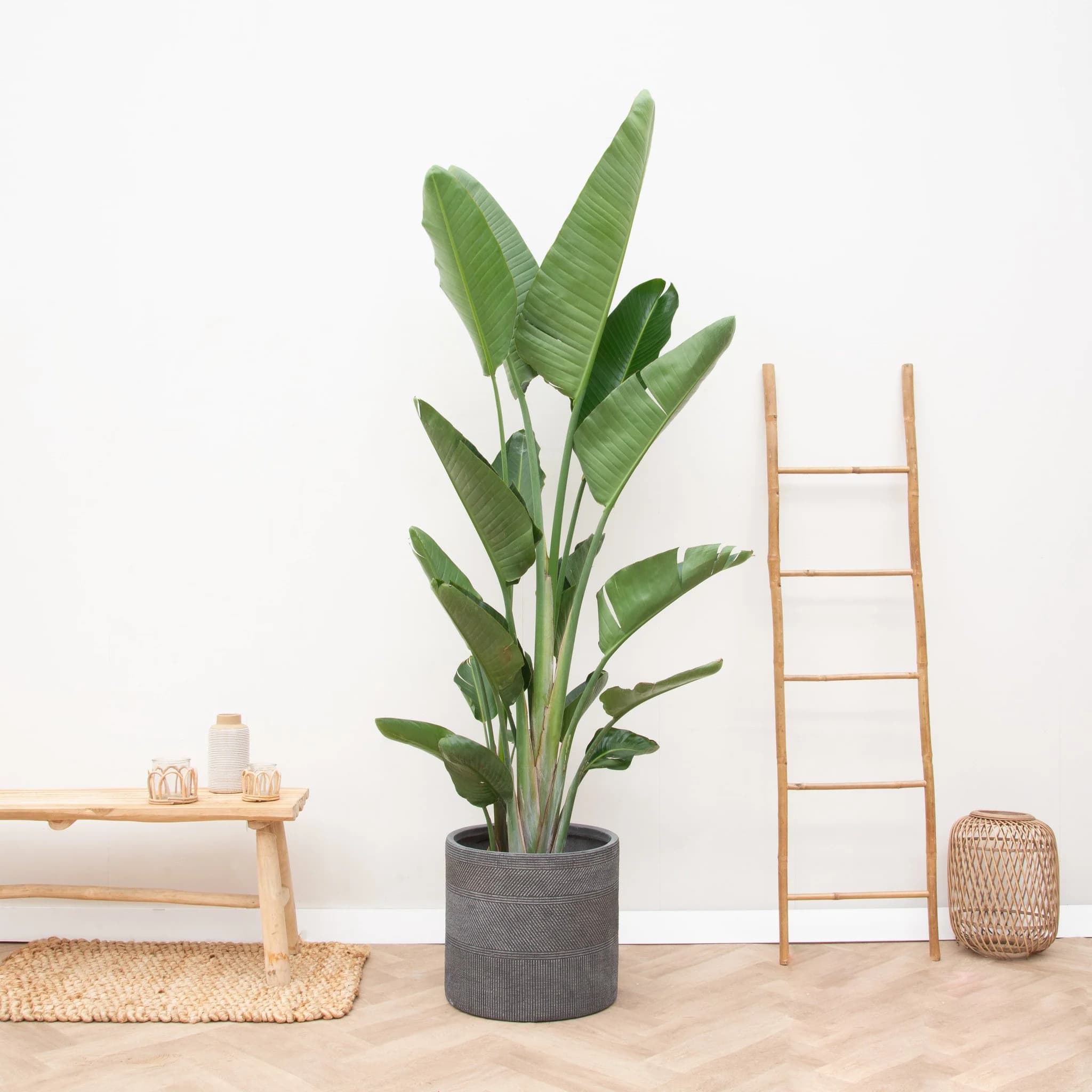 Strelitzia Augusta — With its immense dark-green paddle leaves on tall stems and its sculptural white and blue flowers, the Strelitzia august