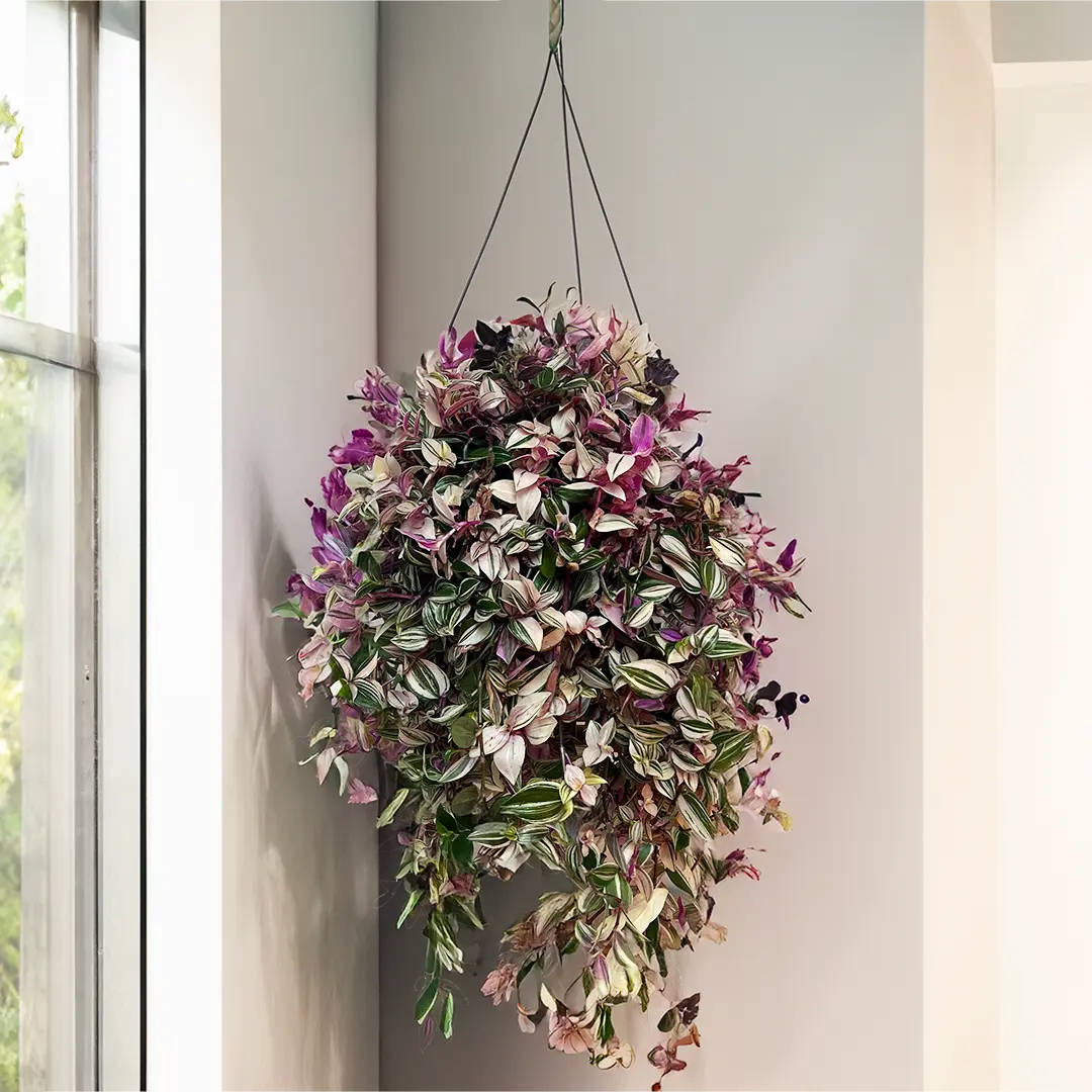 Tradescantia — Avec son feuillage retombant strié de pourpre, d'argent et de vert, la Tradescantia est l'une des plus belles plantes to