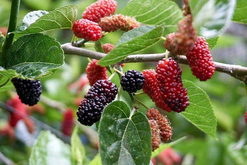Mûrier — The tree that funded the Silk Road: dense summer shade, black fruit that stains everything, and remarkable drought toler