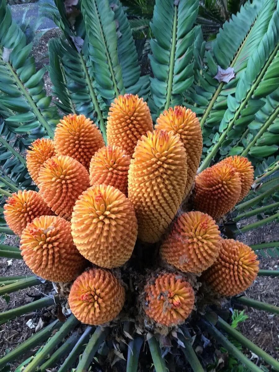 Encephalartos Woodii