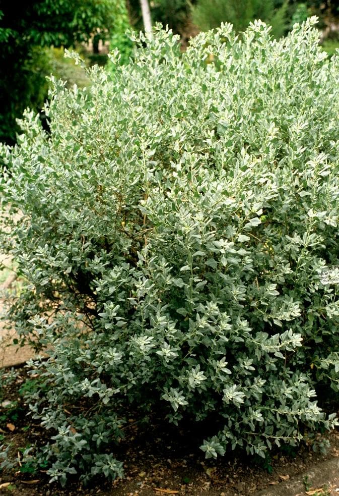 Arroche Halime — Silver-grey foliage that grows in salty, sandy ground: a coastal windbreak hedge, and fodder through dry seasons.