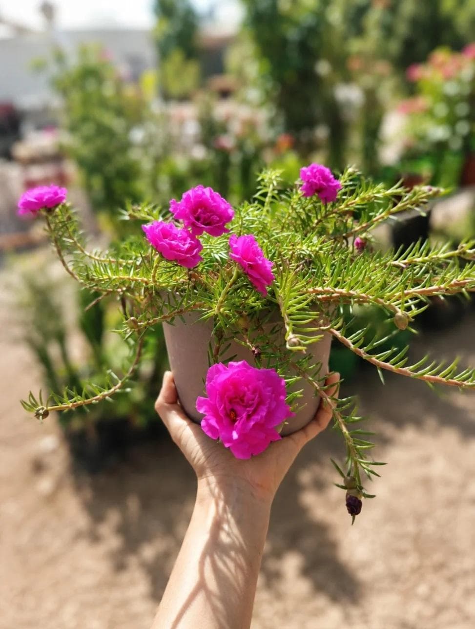 portulaca grandiflora