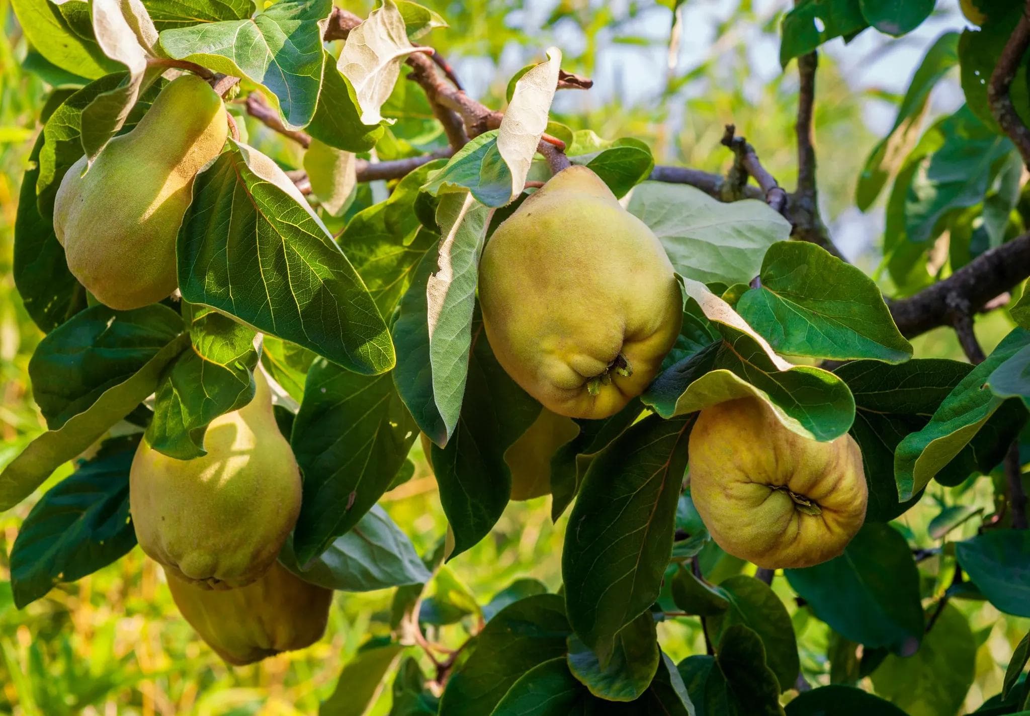 Cognassier — Un fruit dur et parfumé qui ne se mange pas cru : il embaume une pièce entière avant de devenir gelée ou confiture.