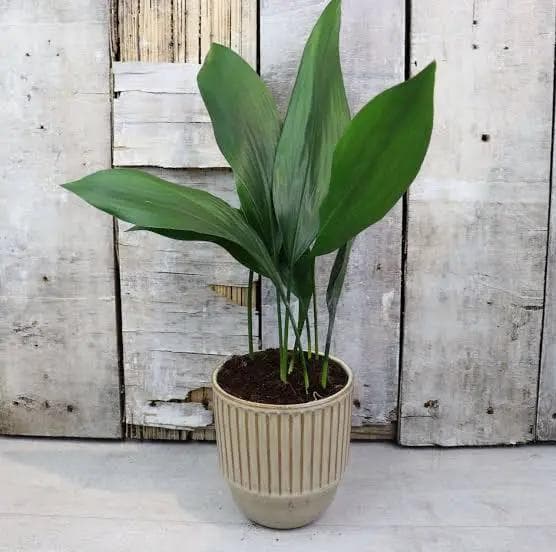Aspidistra Elatior — Known as the 'cast-iron plant', the Aspidistra survives darkness, drought, and neglect with its dignity intact.