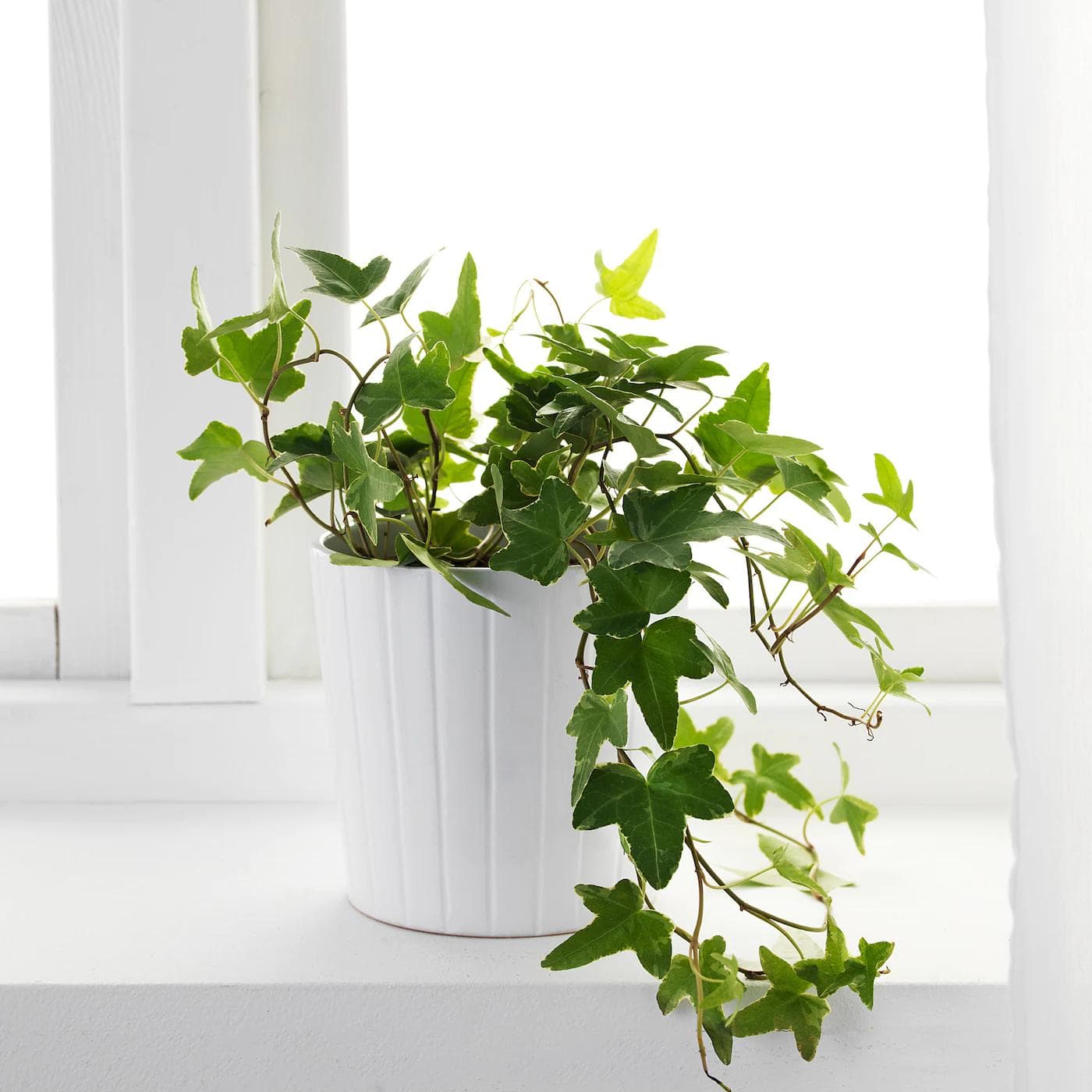Lierre — It changes shape as it ages: lobed leaves while it climbs, entire and flowering once it reaches the top.