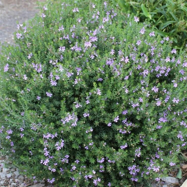 Westringia Fruticosa — With fine grey-green foliage and small white to pale-mauve flowers nearly all year, the Coastal Rosemary is the quintess