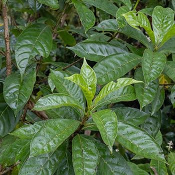 Café Marron — Déclarée éteinte, retrouvée en 1979 par un écolier : un unique arbuste survivant, à l'origine de toute la population act