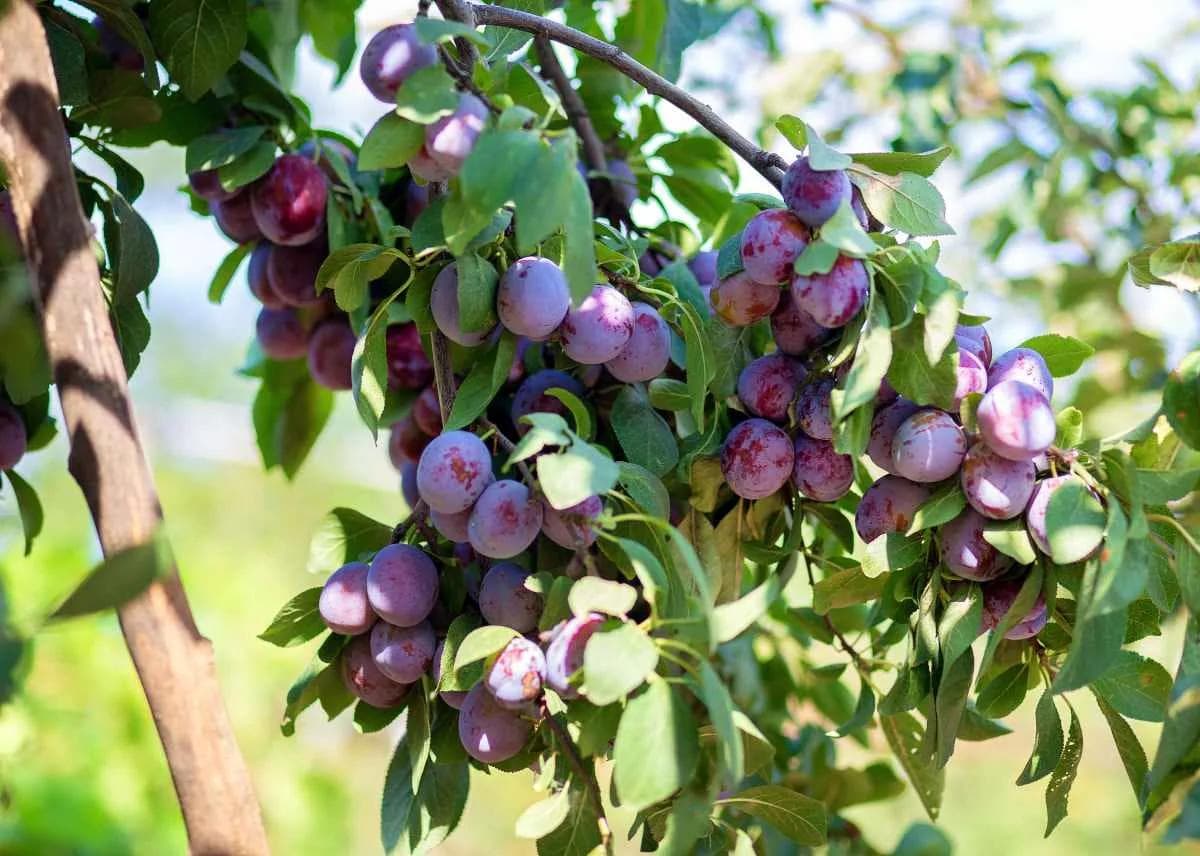 Prunier — With early white blossom and sweet, blue-bloomed fruit, the Plum tree is a generous and easy-going fruit tree.