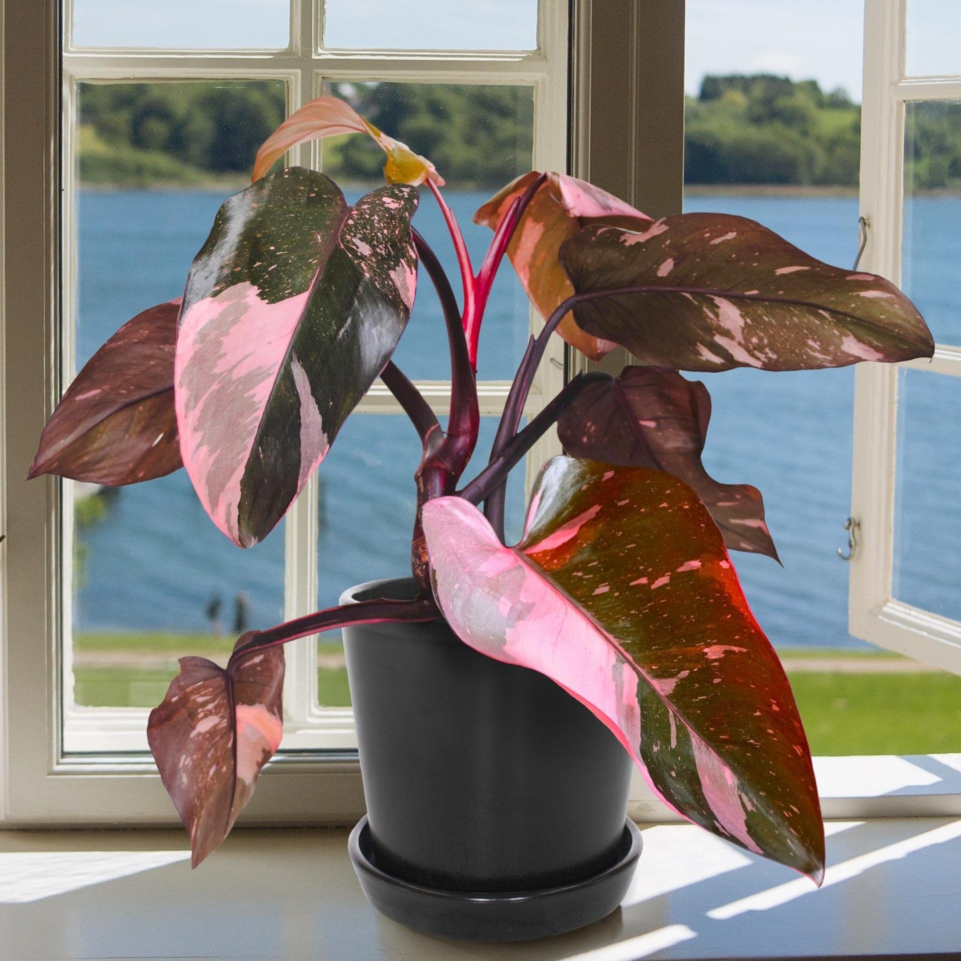 Philodendron Pink Princess — Avec ses feuilles sombres éclaboussées de rose bonbon, chacune unique, le Philodendron Pink Princess est la star absolue