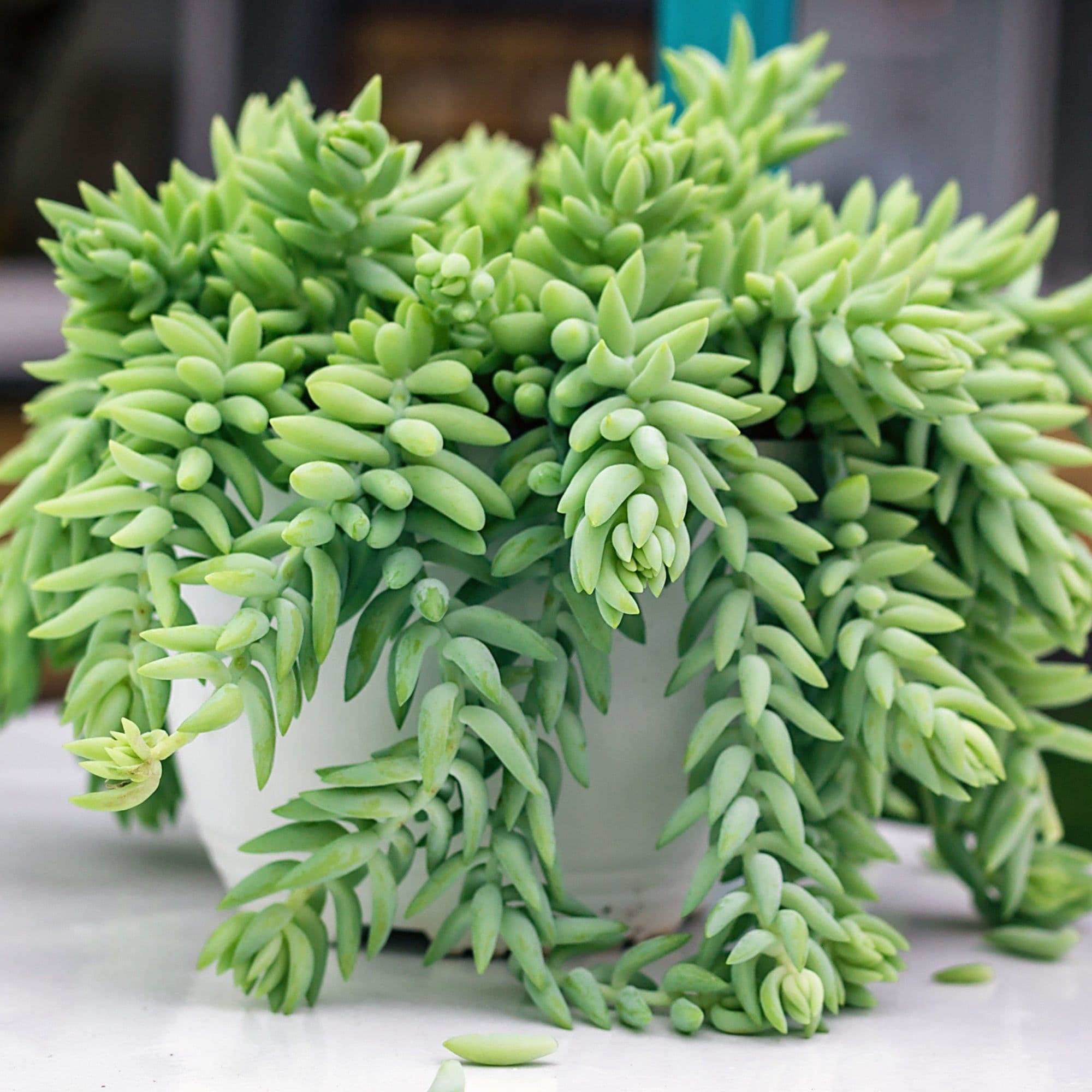 Sedum Morganianum — Braids of blue-grey beads trailing a full metre: each leaf drops at the slightest knock and grows into a whole new plant