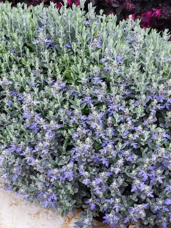 Teucrium Fruticans — Downy silver foliage and lavender-blue flowers: the shrubby germander lights up dry gardens all year.
