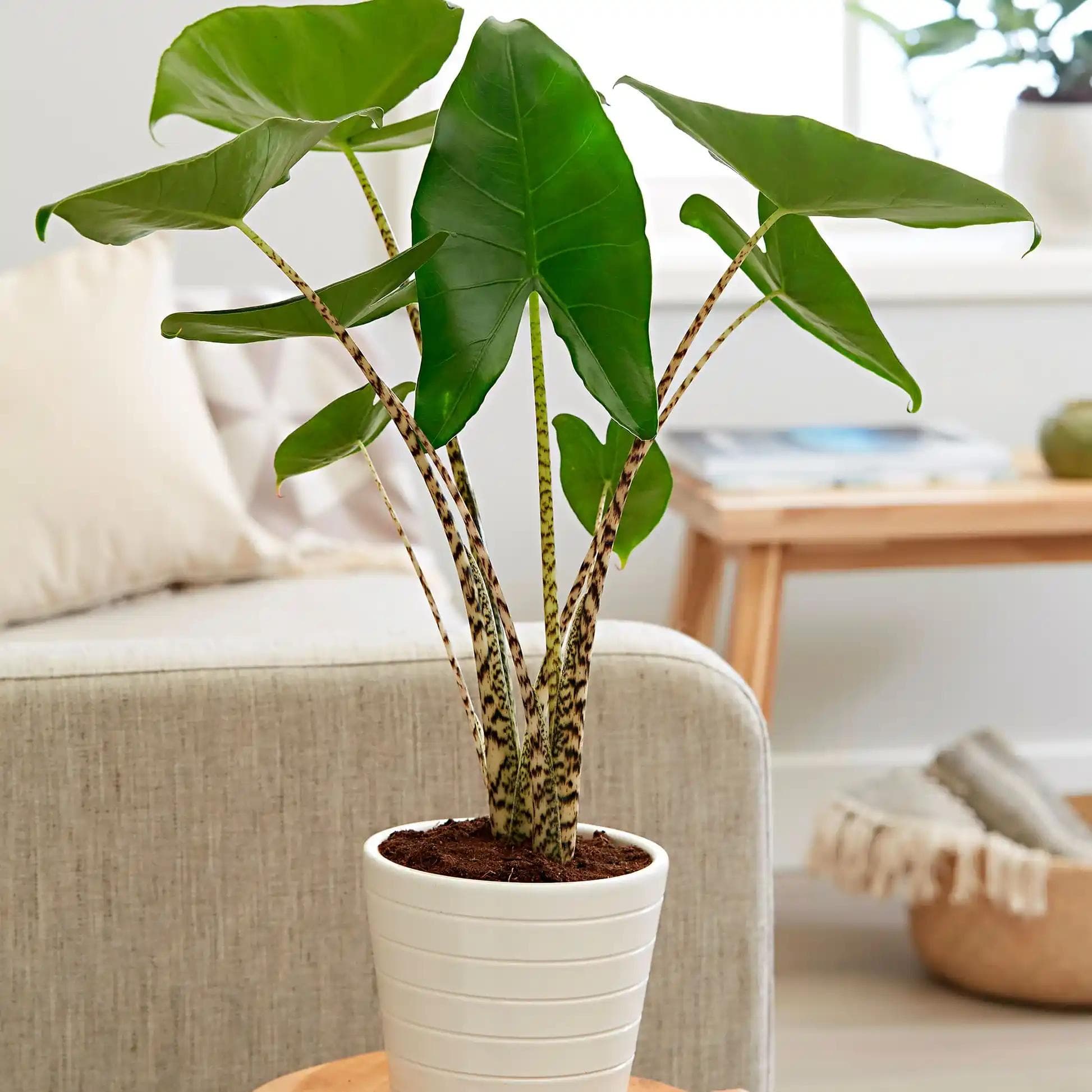 Alocasia Zebrina