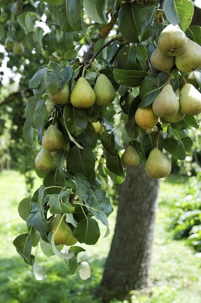 Poirier — With its white spring blossom and juicy, delicately scented fruit, the Pear tree is one of the most elegant fruit trees